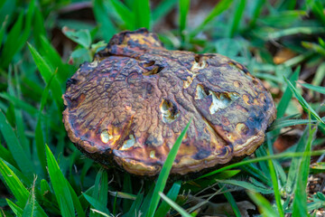 Wild mushrooms, scientific identification not located, which only grow under the genipap tree (Genipa americana). It's probably a poisonous mushroom.