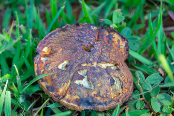 Wild mushrooms, scientific identification not located, which only grow under the genipap tree (Genipa americana). It's probably a poisonous mushroom.