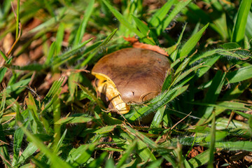 Wild mushrooms, scientific identification not located, which only grow under the genipap tree (Genipa americana). It's probably a poisonous mushroom.
