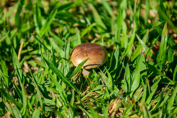 Wild mushrooms, scientific identification not located, which only grow under the genipap tree (Genipa americana). It's probably a poisonous mushroom.