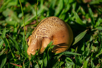 Wild mushrooms, scientific identification not located, which only grow under the genipap tree...