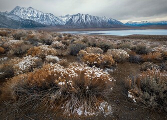 Frozen flowers in desert by mountains. High Sierra mountains by Crowley lake. California. USA