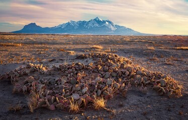 Cactus in desert by mountains at sunset. Moab. Utah. USA