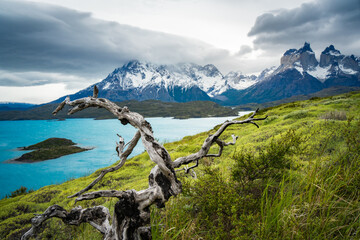 Cuernos del Paine and Lago Pehoé under cloudy sky and  green hill with a bare tree