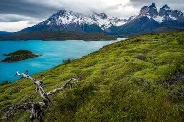 Fotobehang Cuernos del Paine Cuernos del Paine and Lago Pehoé under cloudy sky and  green hill with a bare tree