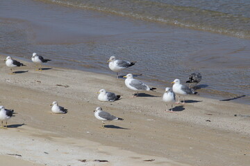福岡市の志賀島海岸のカモメ