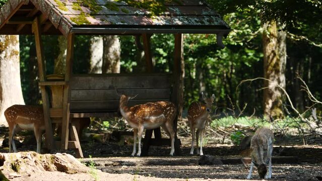 Fallow deer in natural environment. Vision Park in Auberive region, France. Slow motion