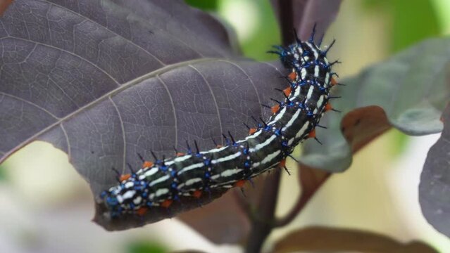 Moth larvae feeding on Yusuf's Mantel leaves in 4K Video.