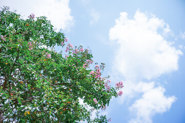 サルスベリと空