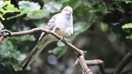 Geopelia cuneata sobre rama de un &aacute;rbol