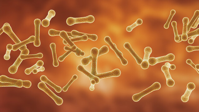 Corynebacterium is a genus of small bacillary bacteria in the family Corynebacteriaceae