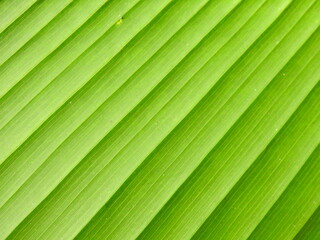 green leaf texture