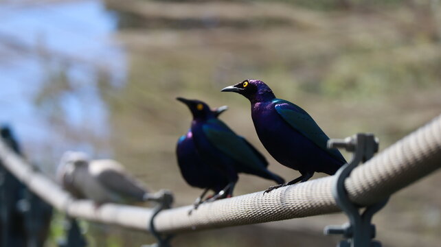 Mirlos purpureos aves de colores 