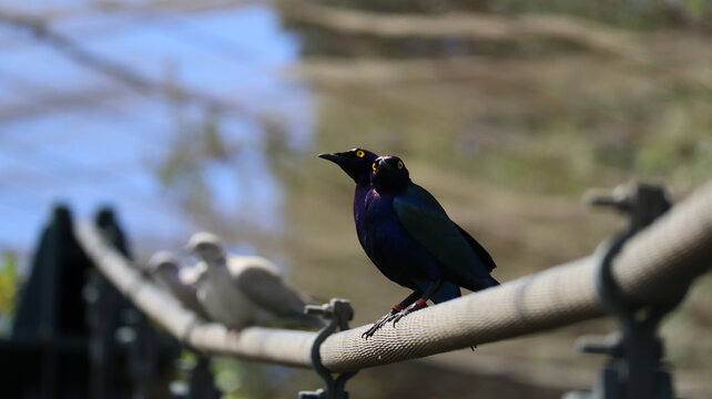 Dos Mirlos purpureos aves de colores 