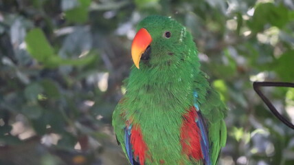 Loro verde