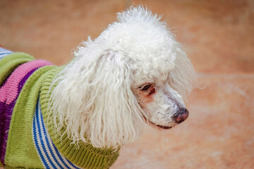 A French poodle's dealing with eye allergies during winter and wearing a dog sweater.