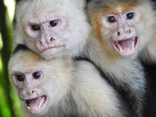 monkeys family