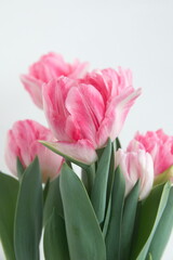 Blossom of pastel  pink white Tulips 