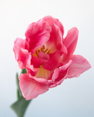 Blossom of pastel  pink white Tulips "Foxtrot" variety