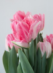 Blossom of pastel  pink white Tulips 
