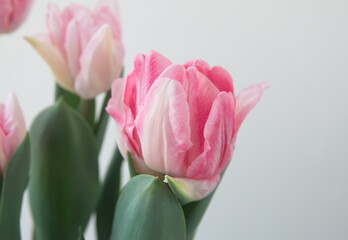 Blossom of pastel  pink white Tulips 