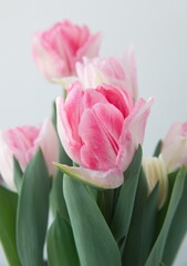 Fototapeta premium Blossom of pastel pink white Tulips 