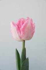 Blossom of pastel  pink white Tulips "Foxtrot" variety