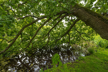 Fototapeta premium Tree with Branches Hanging in the Water