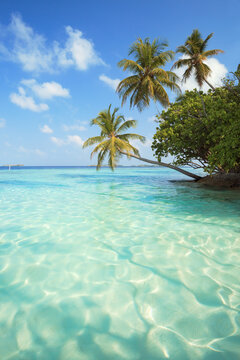 Turquoise lagoon and palm trees, Maldives islands, Indian Ocean