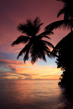 Colorful tropical sunset with palm tree silhouette, Maldives
