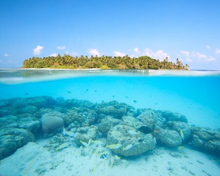 Split image over and underwater, tropical island in the Maldives and reef full of colorful fish