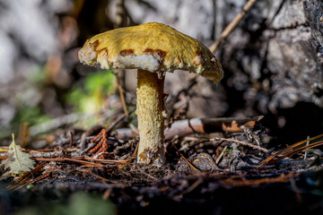 Suillus Mushroom in a Forest in Idaho