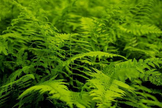 Thick Ferns Grow In South Carolina Spring