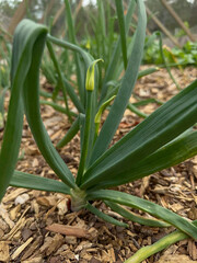 Obraz premium Closeup shot of an onion starting to blossom
