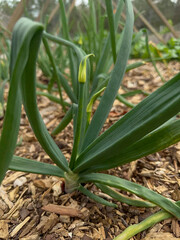 Closeup shot of an onion starting to blossom