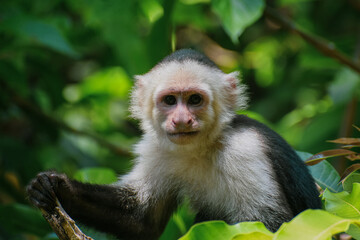 La mirada dulce de un capuchino joven