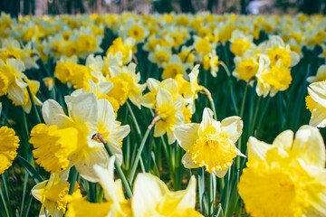 Fototapeta premium 公園に咲く一面の黄色いラッパスイセンの花