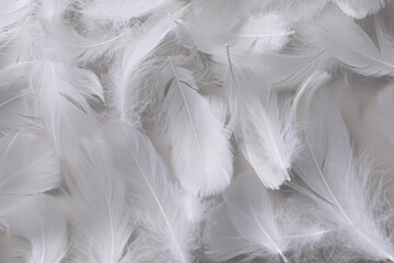 Fluffy white feathers as background, top view