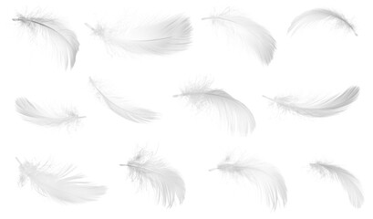 Fototapeta na wymiar Light feathers isolated on white, collection. Plumage