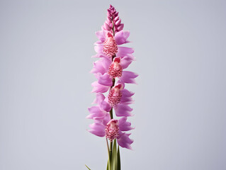 Foxtail Orchid flower in studio background, single Foxtail orchid flower, Beautiful flower images