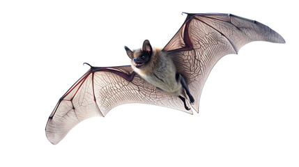 Bat in flight. Wing flap. Flying bat Isolated white background. grey long-eared bat. AI Generative - obrazy, fototapety, plakaty