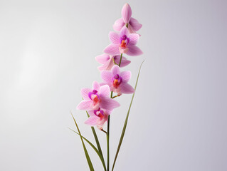 Fototapeta na wymiar Foxtail Orchid flower in studio background, single Foxtail orchid flower, Beautiful flower images