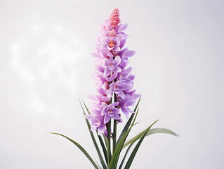 Obraz premium Foxtail Orchid flower in studio background, single Foxtail orchid flower, Beautiful flower images