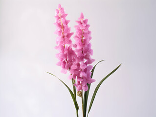 Foxtail Orchid flower in studio background, single Foxtail orchid flower, Beautiful flower images