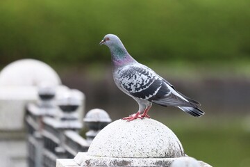 土鳩