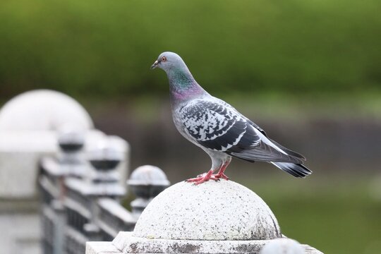 土鳩 Images – Browse 176 Stock Photos, Vectors, and Video | Adobe