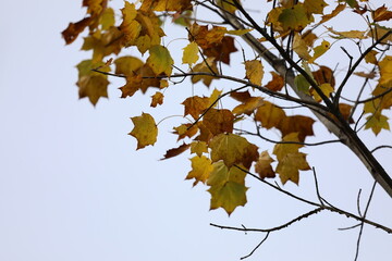 日本の紅葉