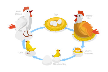 3D Isometric Flat  Conceptual Illustration of Chicken Life Cycle, Fertilized Eggs Development