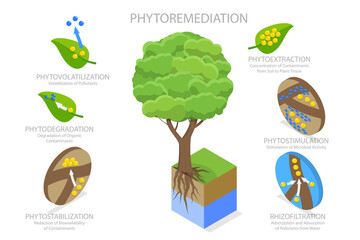3D Isometric Flat  Conceptual Illustration of Phytoremediation, Educational Diagram