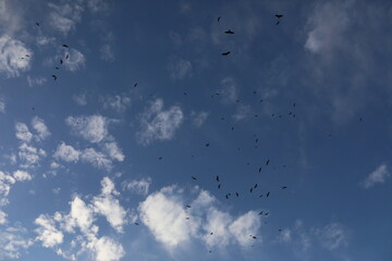 大空に群れるトンビ